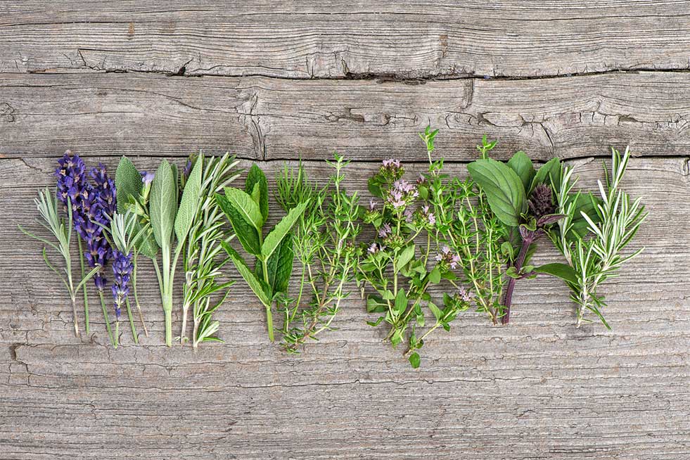 herbs-Homeopathy